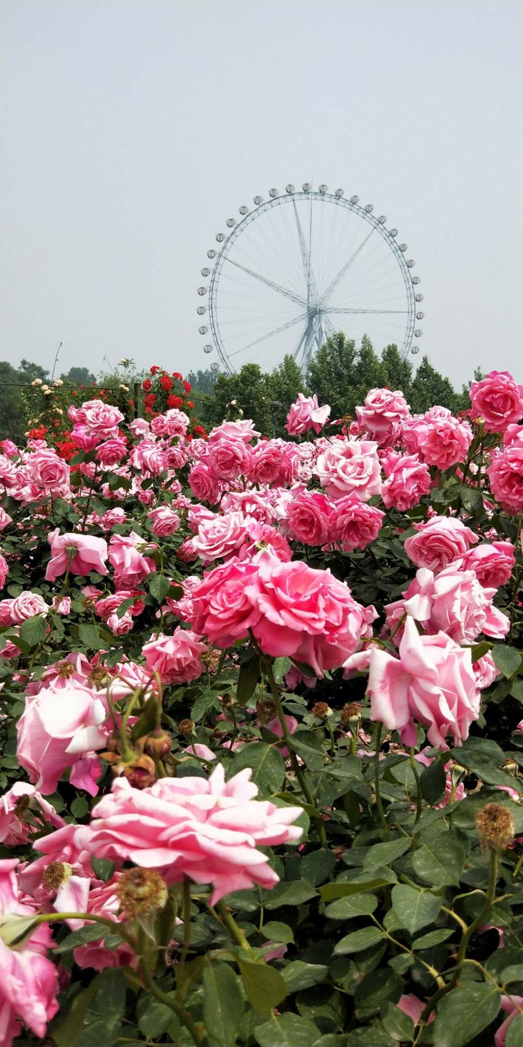 石家庄，梦想起航之地，变化铸就自信与辉煌